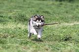 CHIEN FINNOIS DE LAPONIE 131